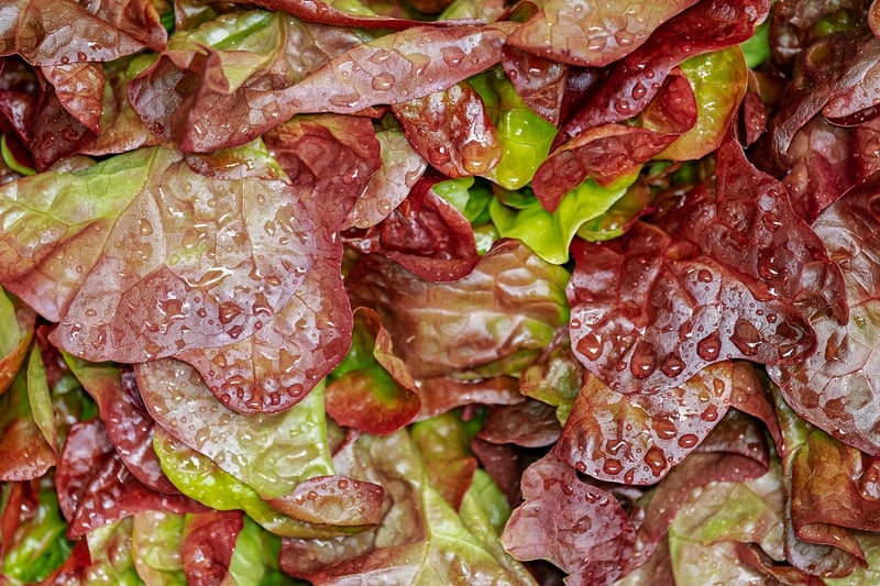 Seaweed Salad